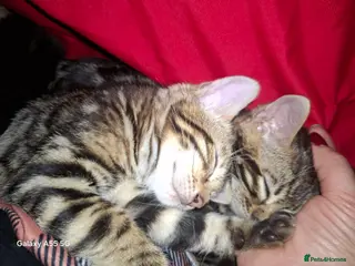 Bengal cats Premium Bengal Kittens – 5★ Licensed Cattery - Advert 18