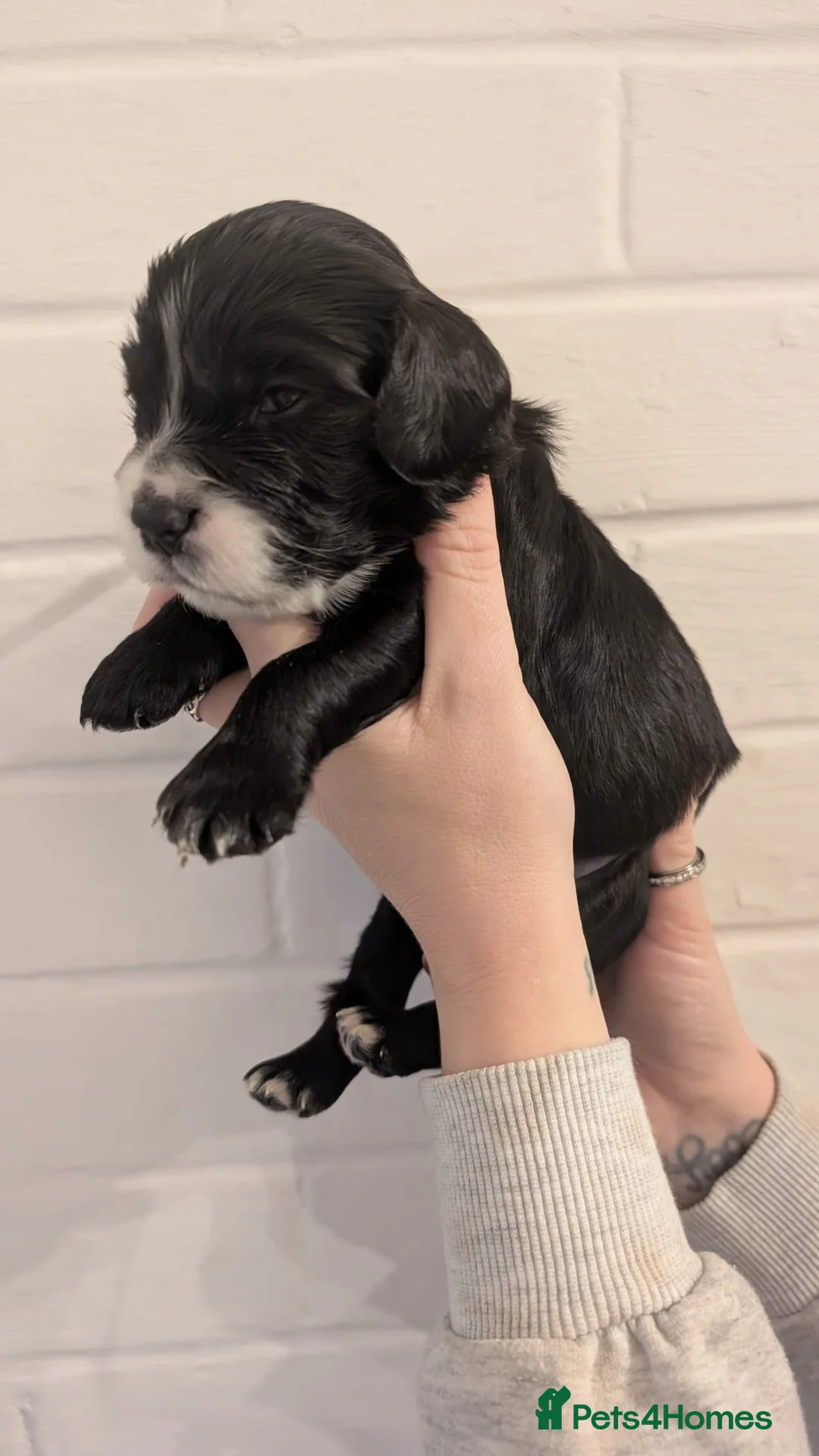 Cockapoo dogs for sale: Cockapoo puppies - Advert 22