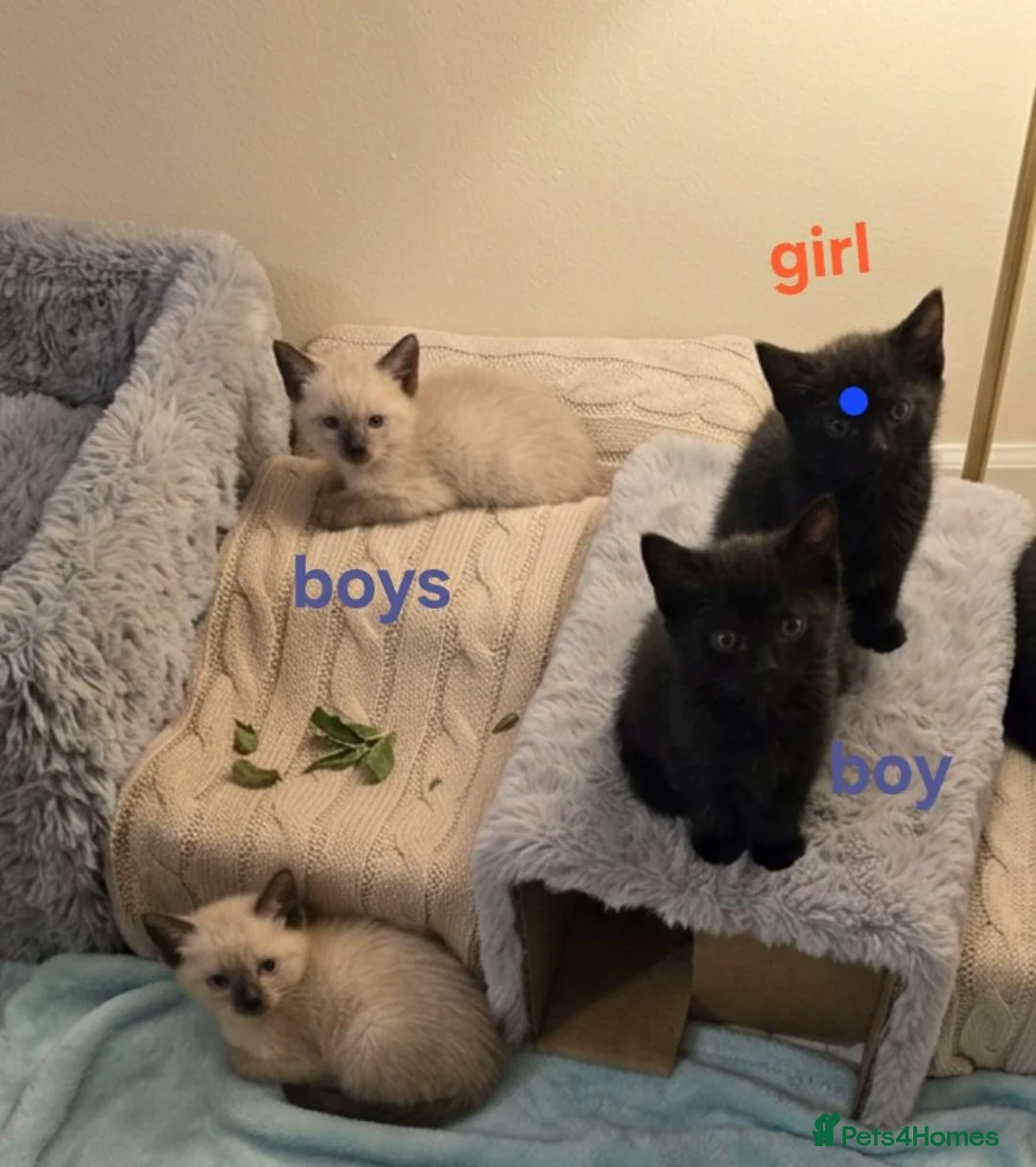 Mixed Breed cats for sale: 🐾 LOVELY KITTENS LOOKING FOR LOVING HOMES 🐾 - Advert 2