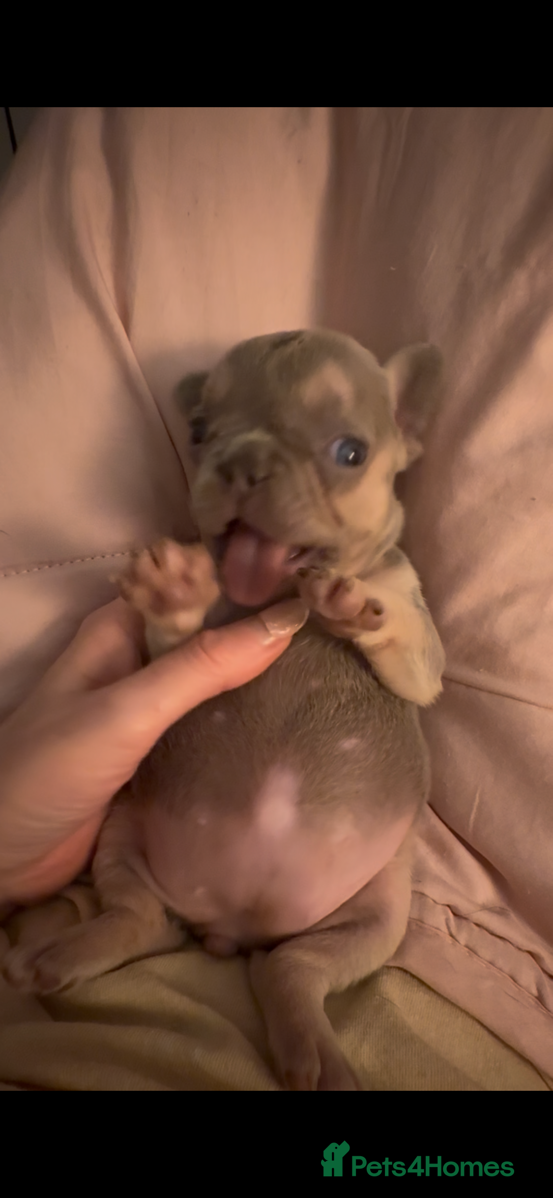 French Bulldog dogs ⭐️Gorgeous French Bulldog Puppies⭐️ - Advert 4