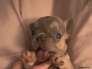 French Bulldog dogs ⭐️Gorgeous French Bulldog Puppies⭐️ - Advert 4