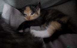 Ragdoll cats for sale: Half ragdoll kittens for sale - Image 3