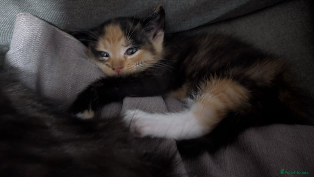 Ragdoll cats for sale: Half ragdoll kittens for sale - Image 3