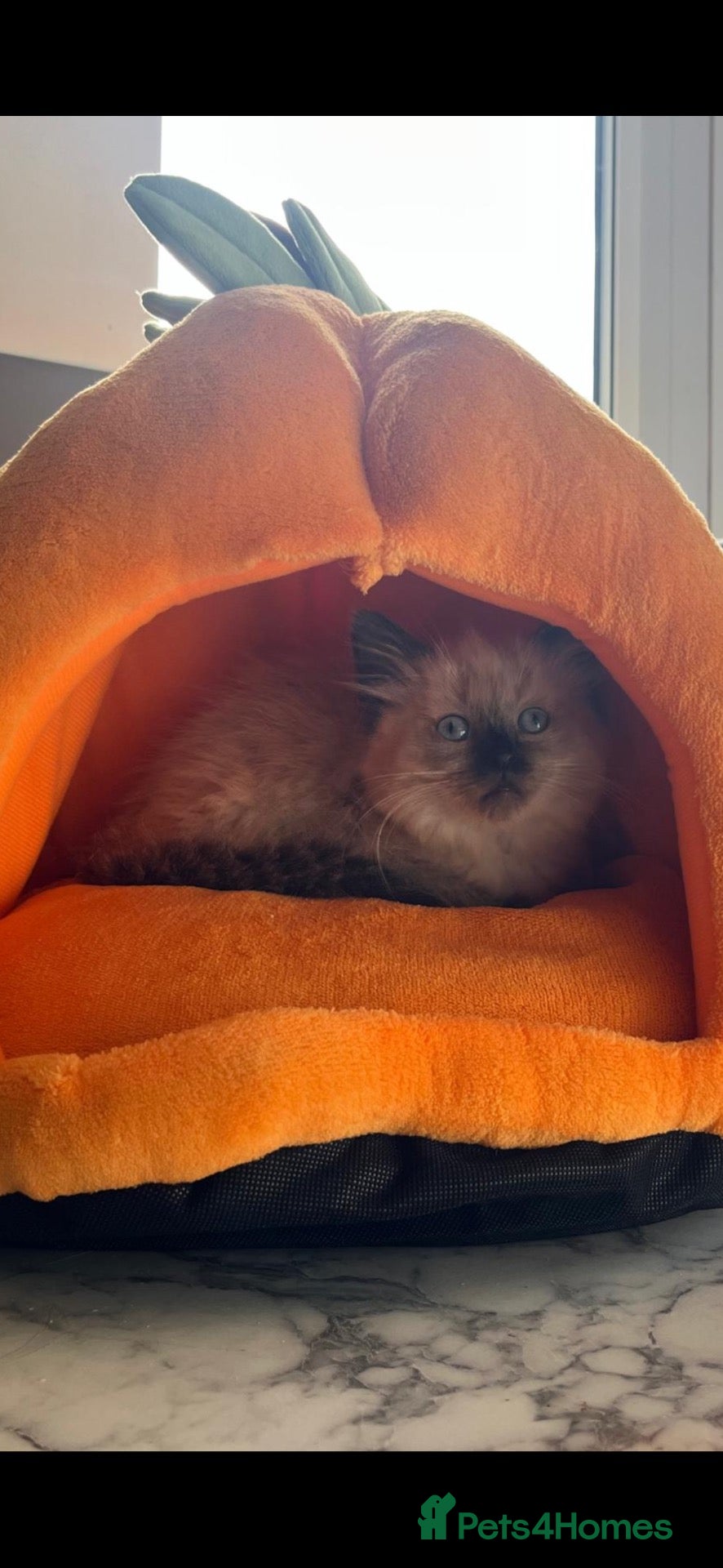Ragdoll cats for sale: Beautiful fluffy ragdoll kittens - Advert 2