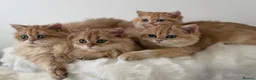 British Longhair cats for sale: British Shorthair or Longhair Godlen kittens  - Advert 3