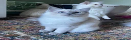 Ragdoll cats for sale: Gccf registered ragdoll kittens  - Advert 2