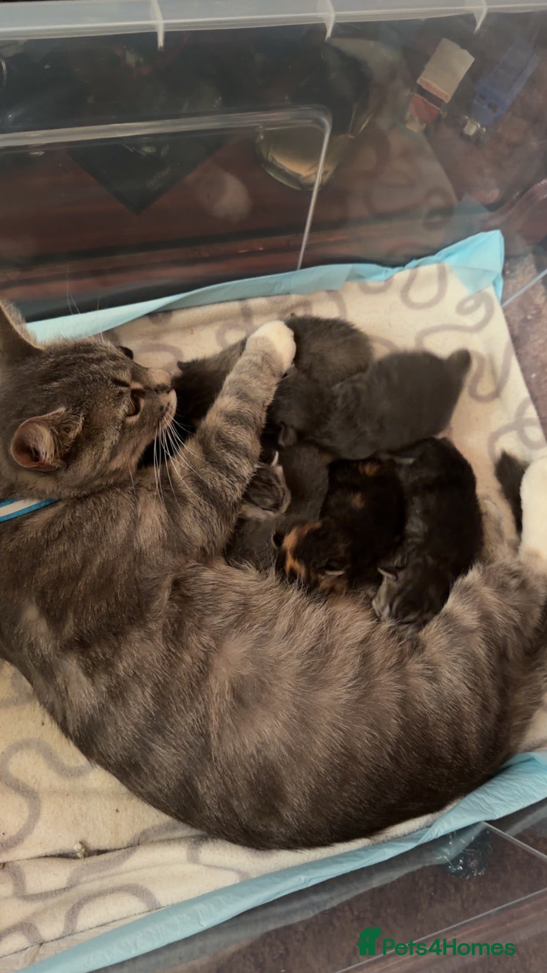 Mixed Breed cats 6 beautiful kittens  - Advert 1