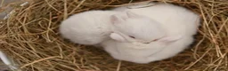 Netherland Dwarf rabbits for sale: REW Netherland Dwarf Baby Bunnies for Sale - Advert 3