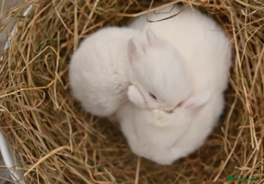 Netherland Dwarf rabbits for sale: REW Netherland Dwarf Baby Bunnies for Sale - Advert 3