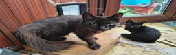 Mixed Breed cats for sale: Three beautiful black kittens  in Llanon - Advert 3