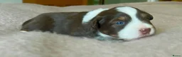 Australian Shepherd dogs for sale: Rare Show Lines KC purebred Mini Aussie (MAS)  - Advert 7
