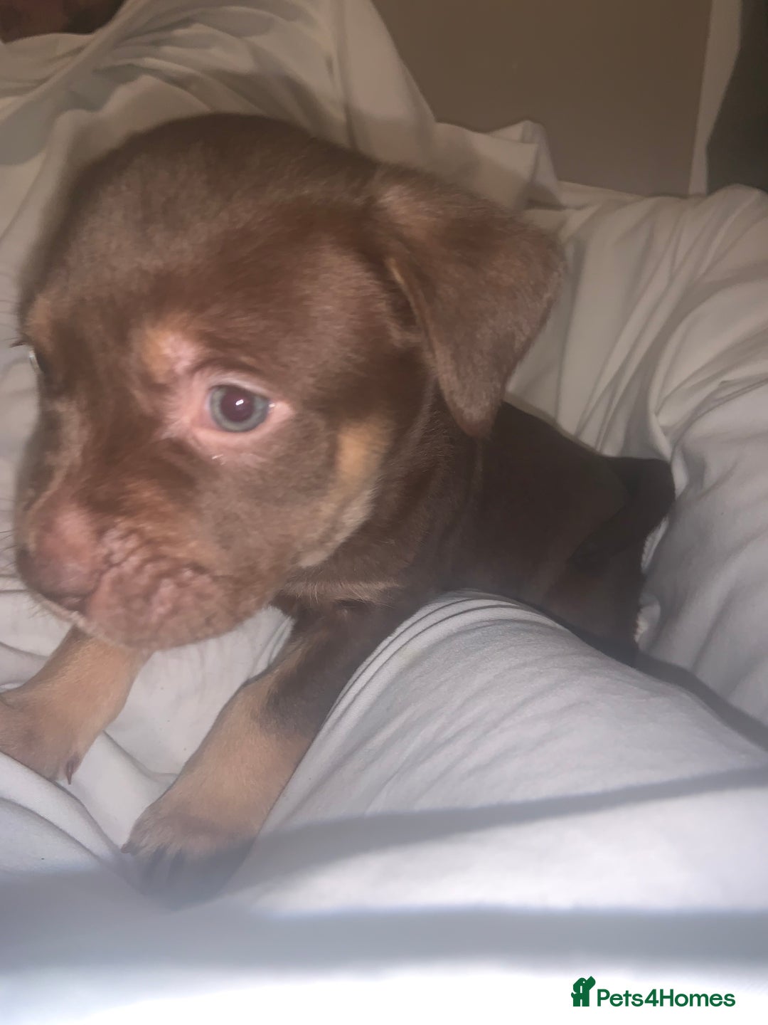 Mixed Breed dogs for sale: Rotti X puppies  - Advert 3