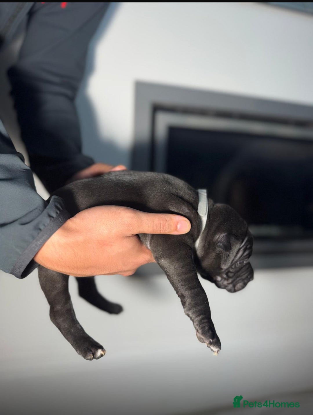 Staffordshire Bull Terrier dogs for sale: True Example Staffordshire bull Terrier Puppies KC - Image 15