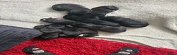 Mixed Breed dogs for sale: 8 Beautiful Pups looking for their forever homes  in Lostwithiel - Advert 17