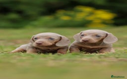Miniature Dachshund dogs for sale: Miniature Dachshund Puppies  - Image 8