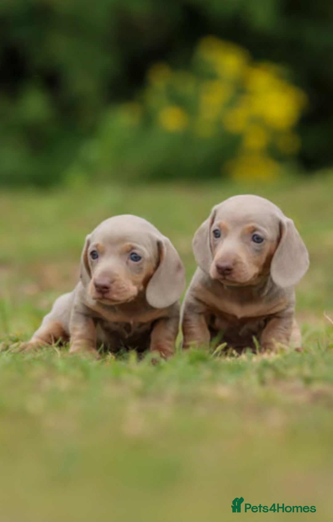 Miniature Dachshund dogs for sale: Miniature Dachshund Puppies  - Image 8