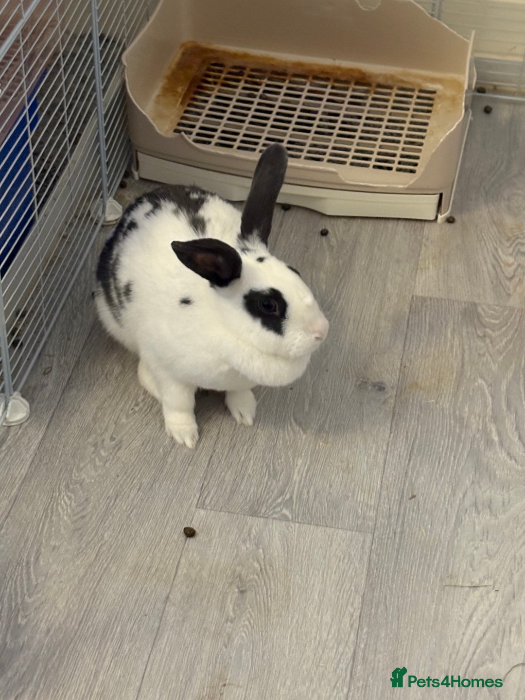 Mixed Breed rabbits for sale: 2 x bonded female rabbits - Advert 5