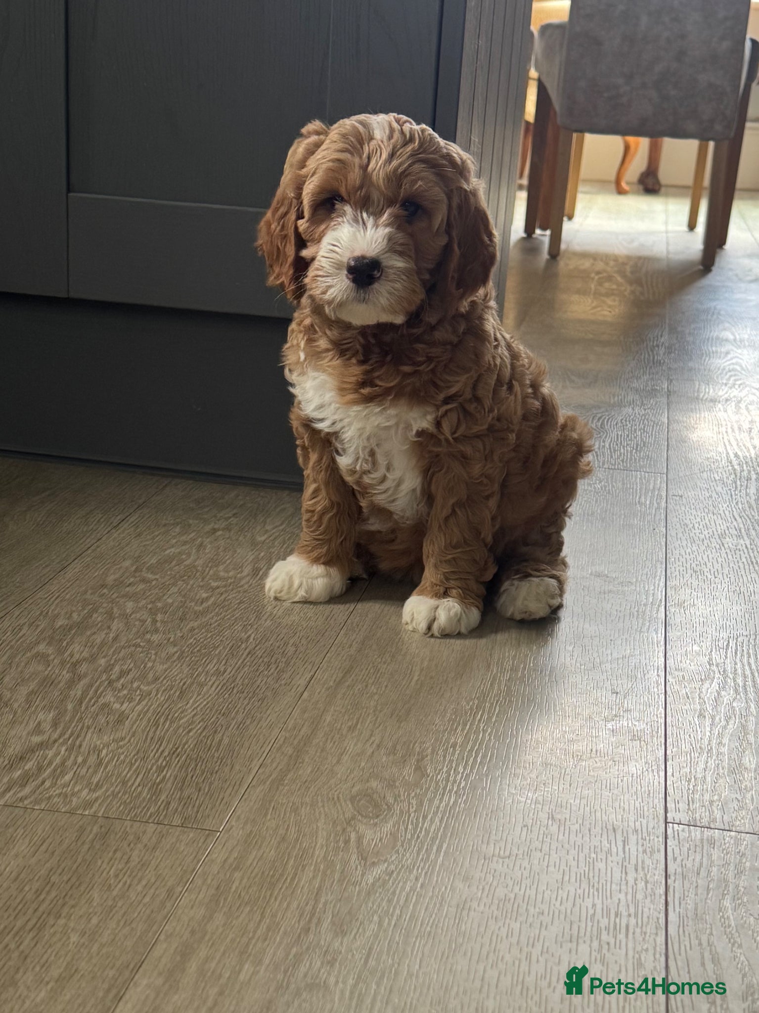 Goldendoodle dogs Outstanding Goldendoodles - Advert 1