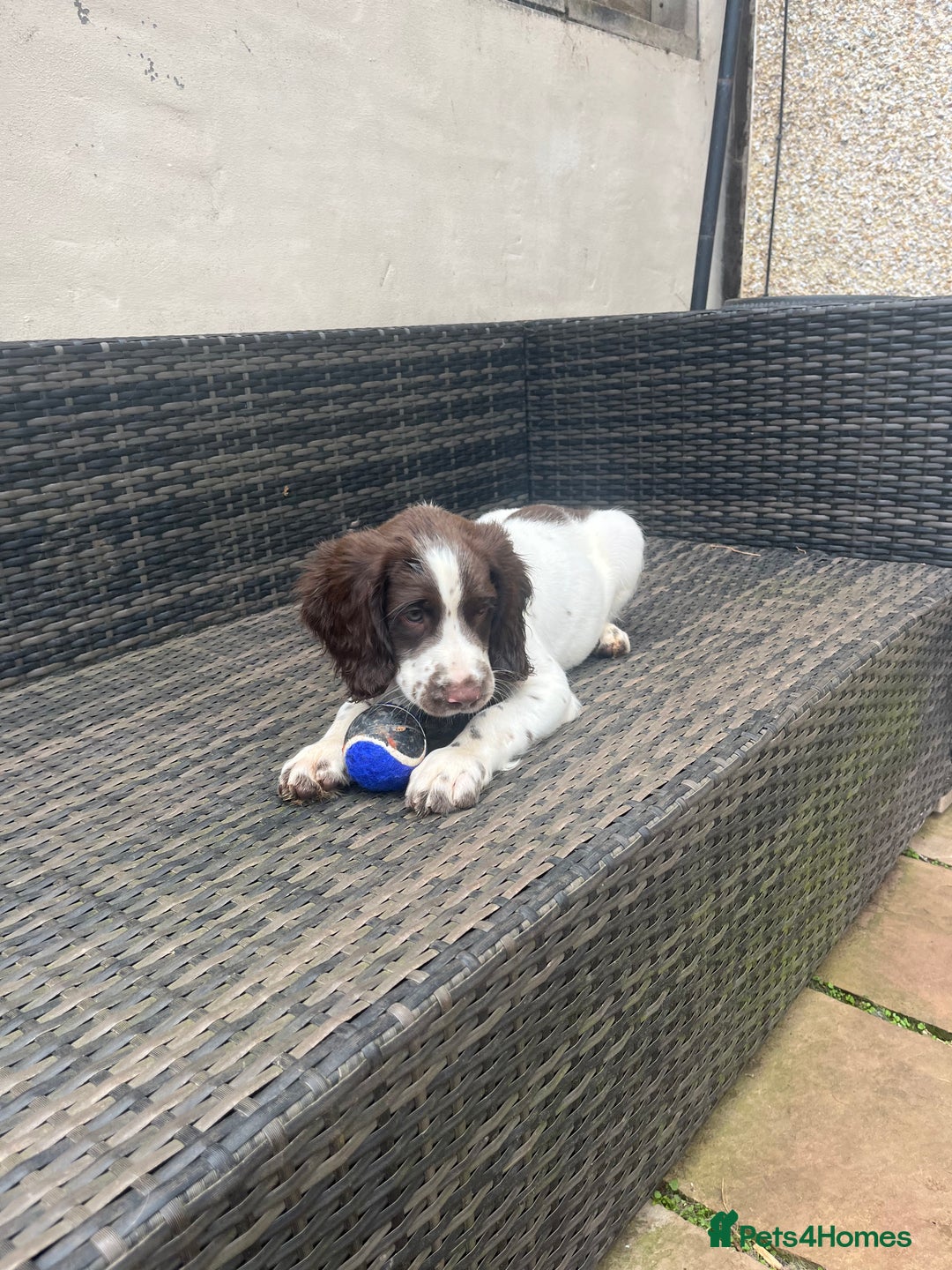English Springer Spaniel dogs for sale: Superb DNA KC Champion Bred Working Springer Pups - Image 38