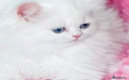 Persian cats for sale: Pure White Persian Girls BLUE EYES & full hearing - Image 29