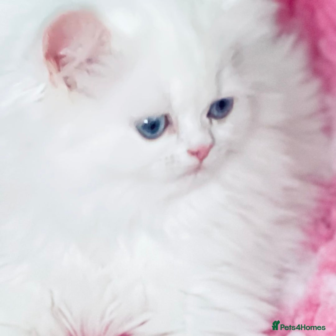 Persian cats for sale: Pure White Persian Girls BLUE EYES & full hearing - Image 29