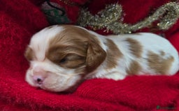 Cavalier King Charles Spaniel dogs for sale: Beautiful KC reg Cavalier King Charles Puppies  - Advert 5
