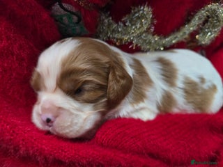 Cavalier King Charles Spaniel dogs Beautiful KC reg Cavalier King Charles Puppies - Advert 4