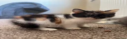 Mixed Breed cats for sale: 2 KITTENS AVAILABLE  - Advert 5