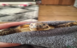 Tortoise reptiles for sale: Beautiful Horsfield tortoise and set up  - Image 2
