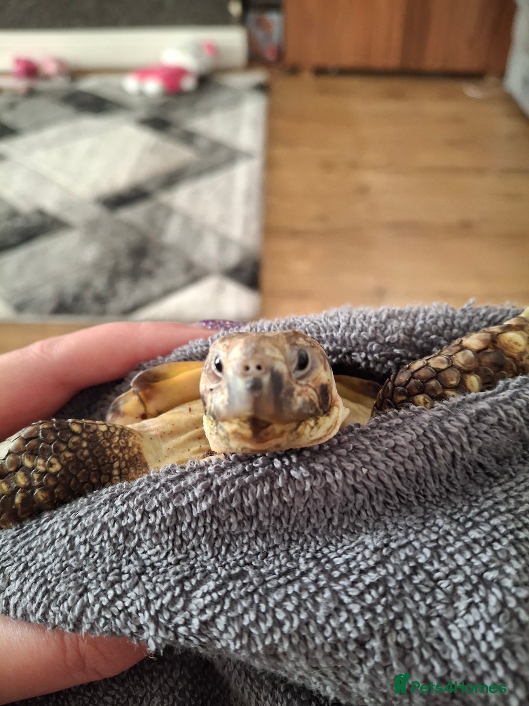 Tortoise reptiles for sale: Beautiful Horsfield tortoise and set up  - Image 2