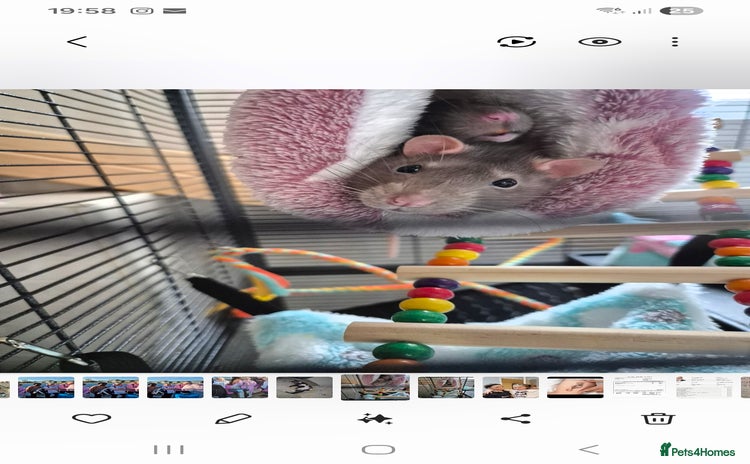 Rat rodents - Advert 1