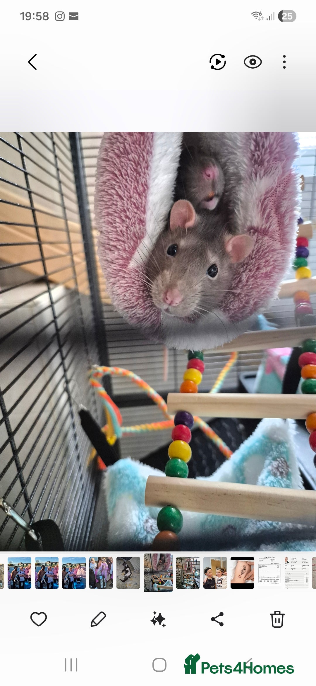 Rat rodents for sale: 2 male rats 1yr old with cage and accessories  - Image 1