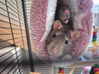 Rat rodents - Advert 2