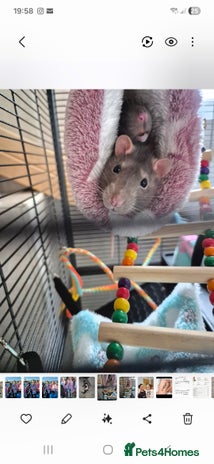 Rat rodents - Advert 1