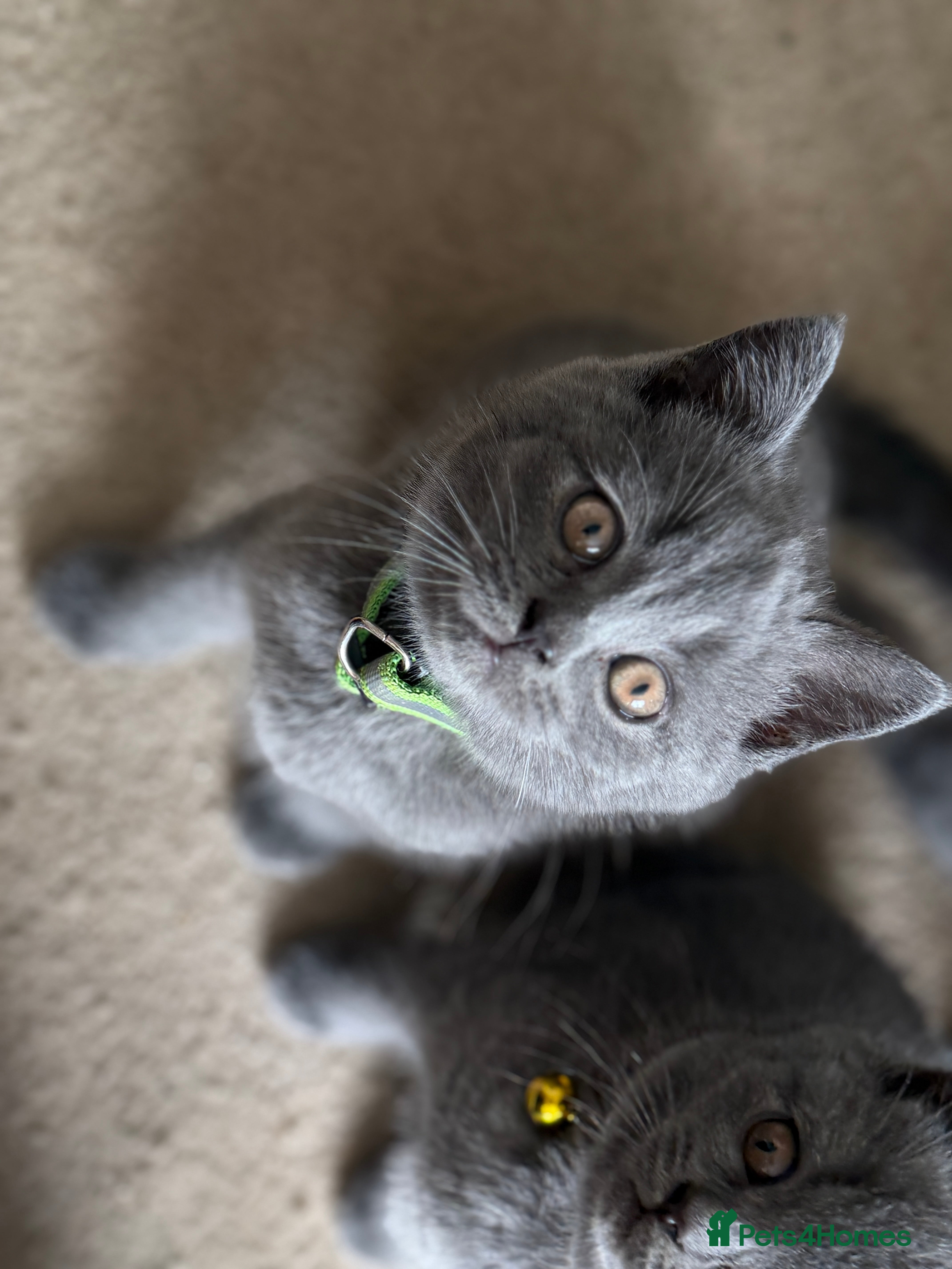 British Shorthair cats Blue and lilac GCCF kittens !  - Advert 2