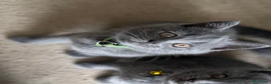 British Shorthair - Green collar 