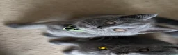 British Shorthair cats for sale: GCCF British Shorthair kittens - Blue and lilac! - Advert 11