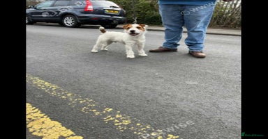 Mixed Breed dogs - Advert 5