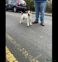Mixed Breed dogs - Advert 5