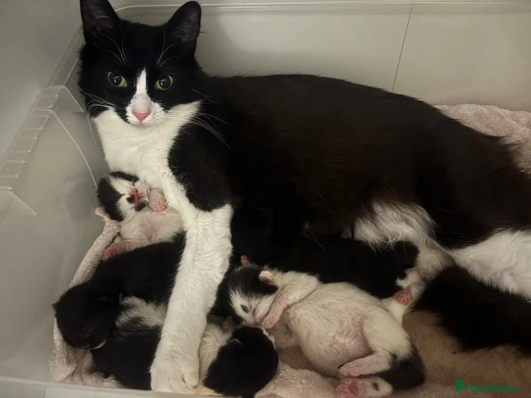 British Shorthair cats for sale: Kittens for sale in Heckmondwike - Advert 1