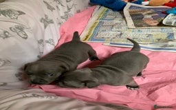 Staffordshire Bull Terrier dogs for sale: Twin large blue staffy boys - Image 16