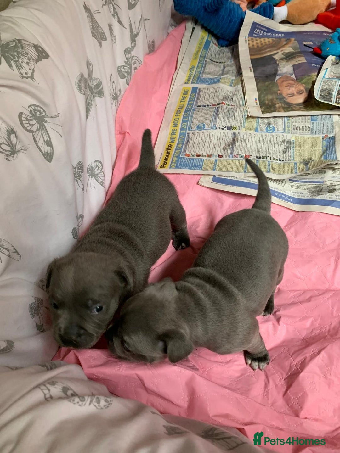 Staffordshire Bull Terrier dogs for sale: Twin large blue staffy boys - Image 16