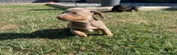 Miniature Dachshund dogs for sale: Miniature Dachshund Puppies - Stunning Litter in Nottingham - Advert 12