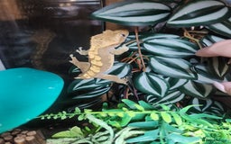 Gecko reptiles for sale: Harlequin crested gecko - Image 4