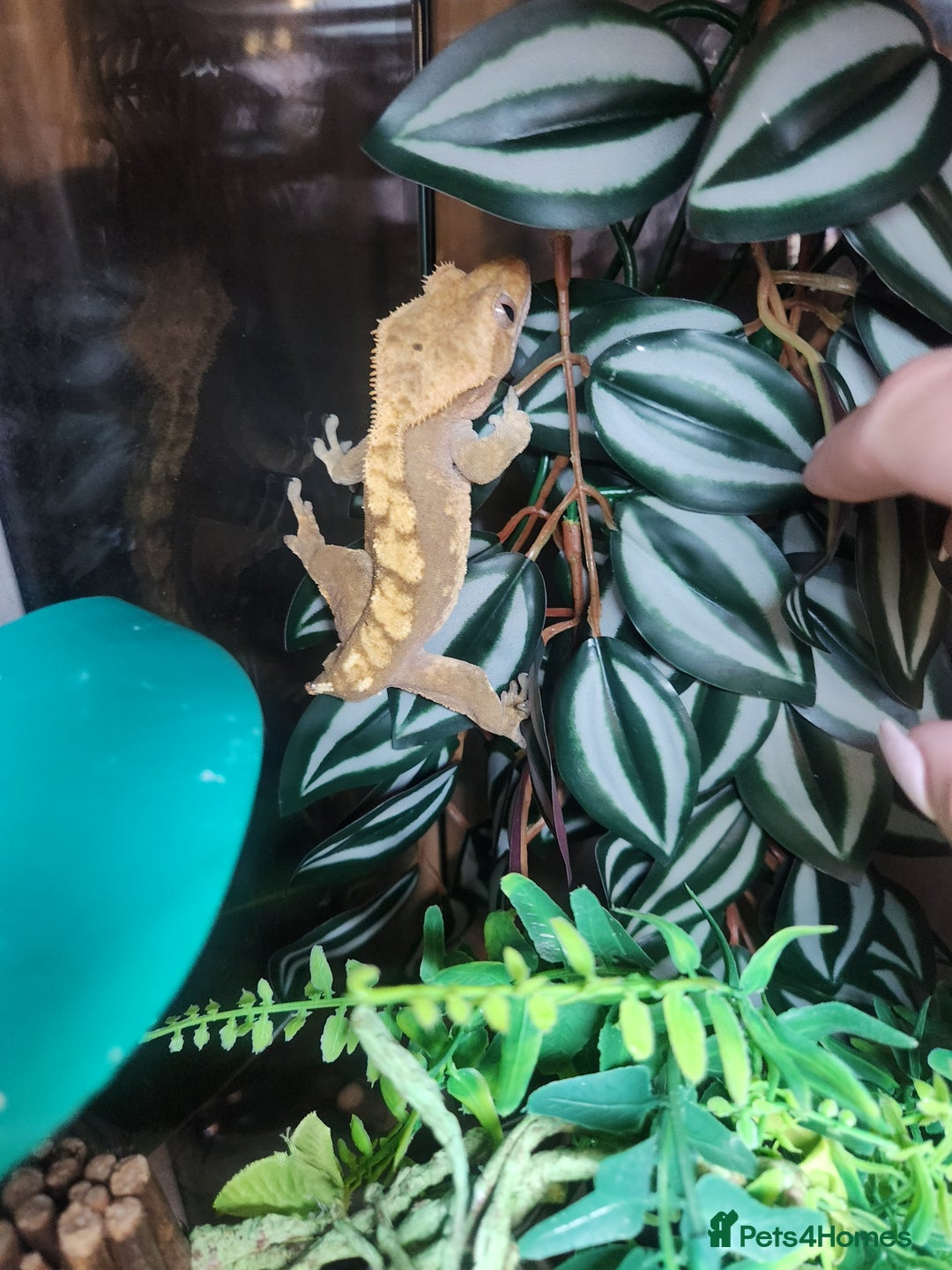 Gecko reptiles for sale: Harlequin crested gecko - Image 4