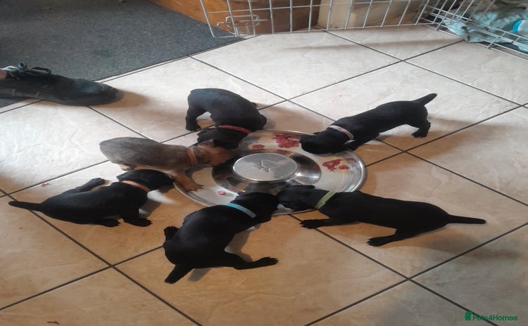Patterdale Terrier dogs - Advert 1