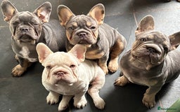 French Bulldog dogs for sale: Isabella wrapped in cream, fluffy carrier - Image 23