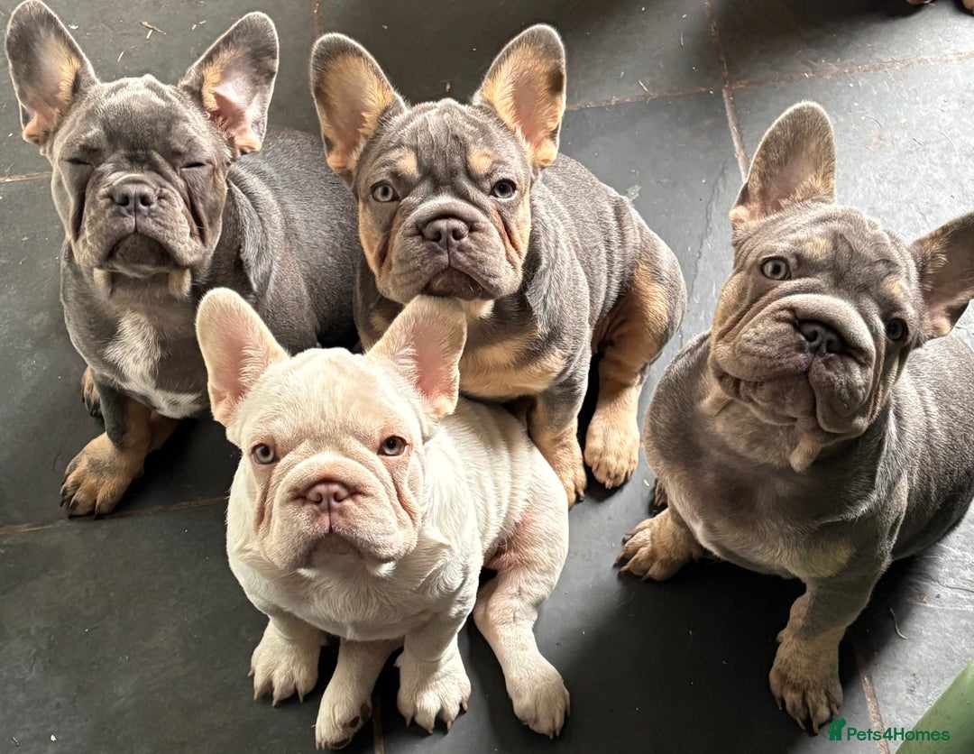 French Bulldog dogs for sale: Isabella wrapped in cream, fluffy carrier - Image 23
