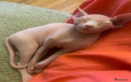 Sphynx cats for sale:  Sphynx kittens are looking for a loving  home. - Image 13