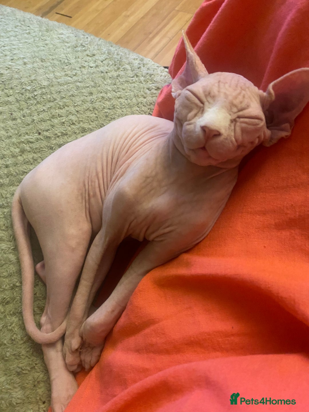 Sphynx cats for sale:  Sphynx kittens are looking for a loving  home. - Image 13